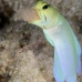 jawfish_yellowhead_3fw_lc_v_0101_cay0215.jpg